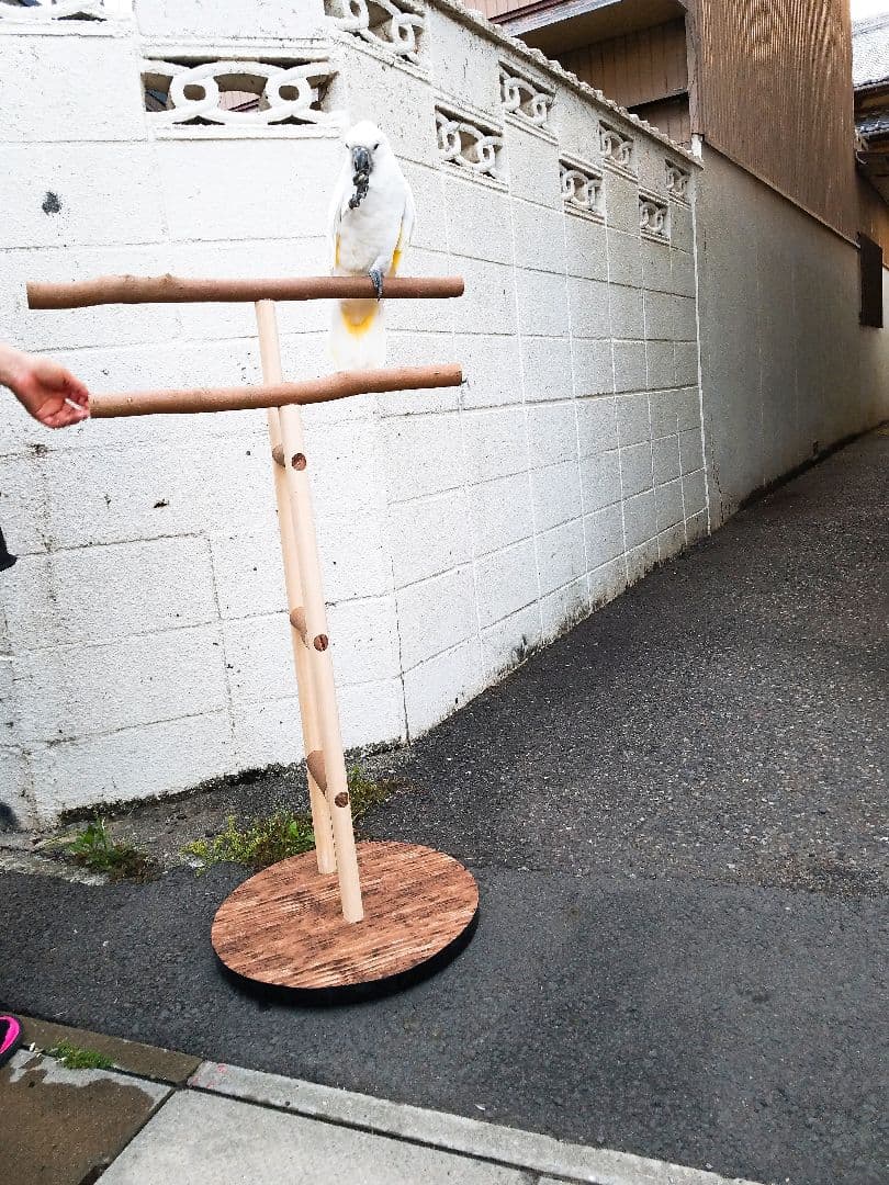 ★オウムスタンド新作‼️見本品‼️{コメント用}❗