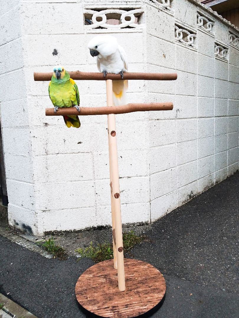 ★オウムスタンド新作‼️見本品‼️{コメント用}❗