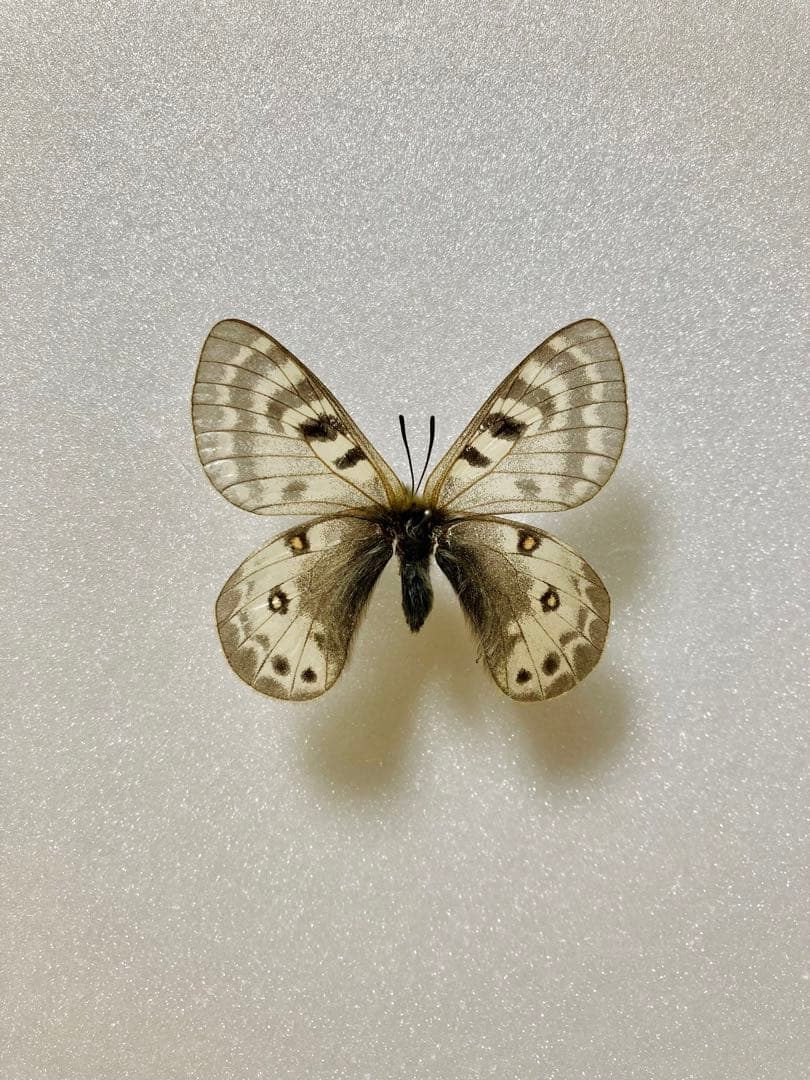 パルナシウス・パトリキウス・コッピ（1メス・中国新疆省）