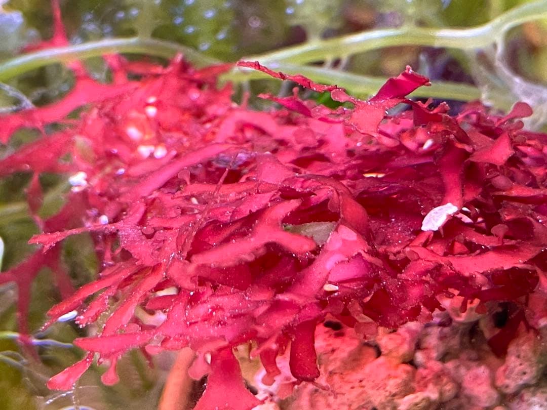 【匿名・宅急便】　赤色海藻詰め合わせ②　紅藻　+ 褐藻　緑藻