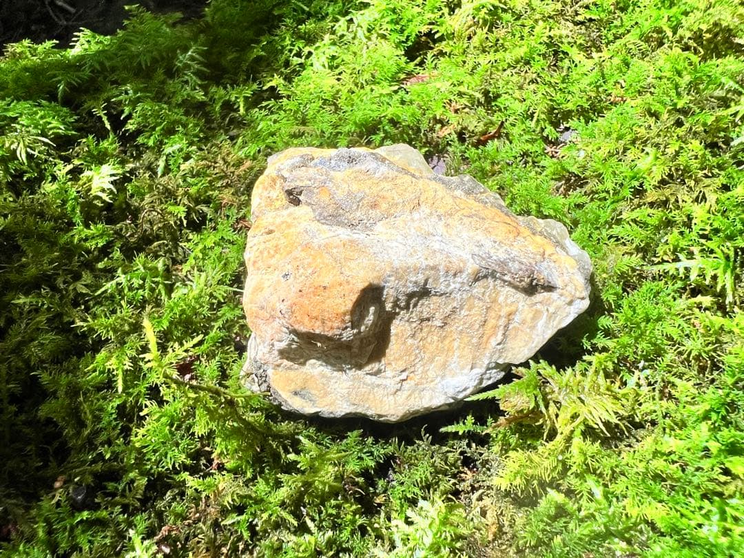 龍脈の精髄 国産ブラックルチル水晶クラスター売上一部保護猫活動に