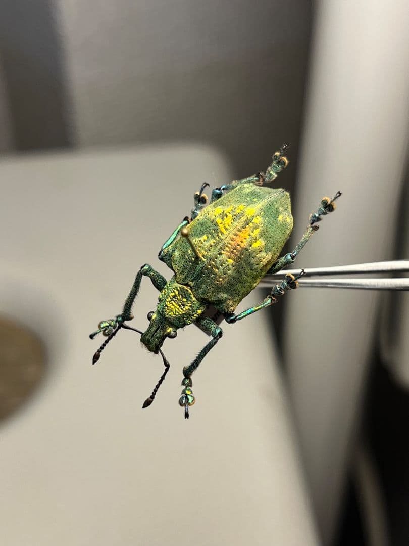 ホウセキゾウムシ ブラジル産 標本プラチナコガネ タマムシ ジンガサハムシ