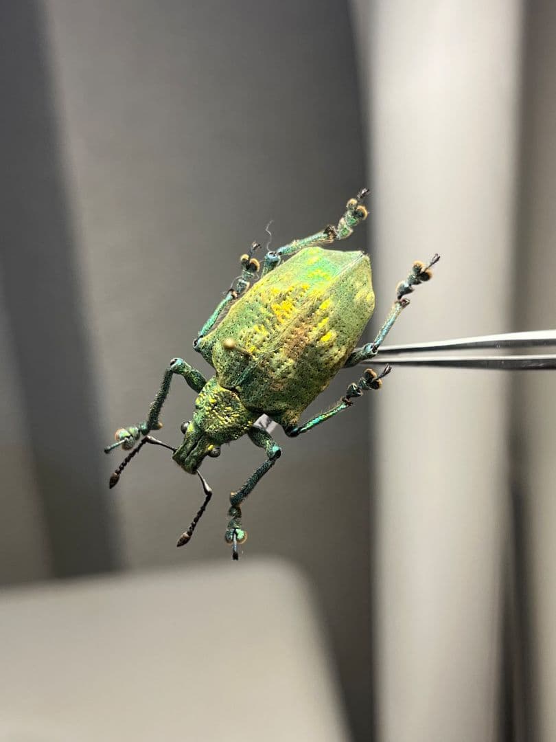 ホウセキゾウムシ ブラジル産 標本プラチナコガネ タマムシ ジンガサハムシ