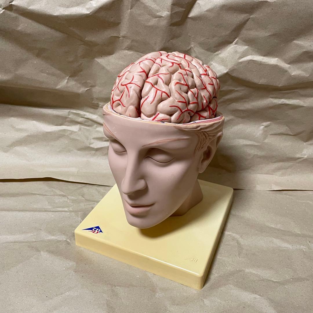 脳模型 医学 3B 9分解モデル ドイツ製