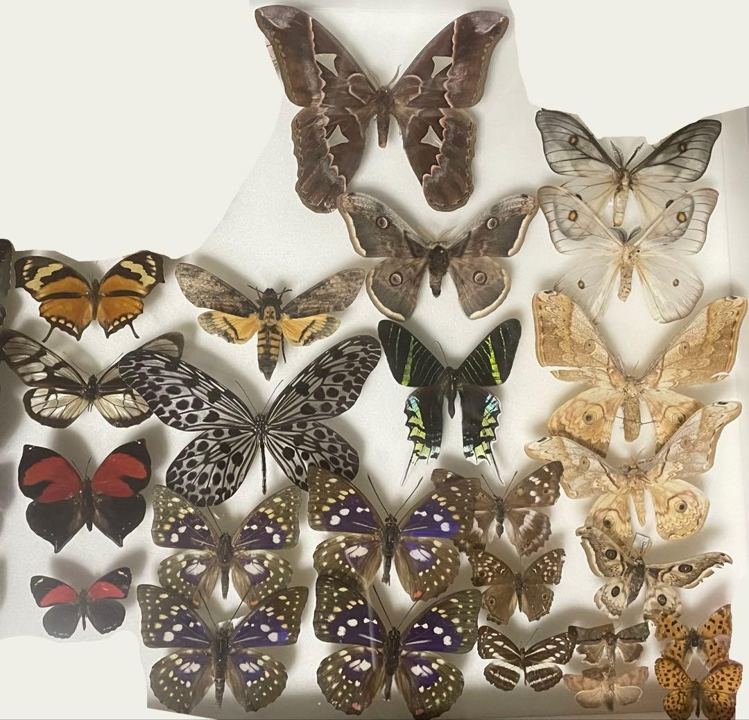 蝶 蛾 標本 アナキシビアモルフォ ♀ 希少種 モルフォ蝶