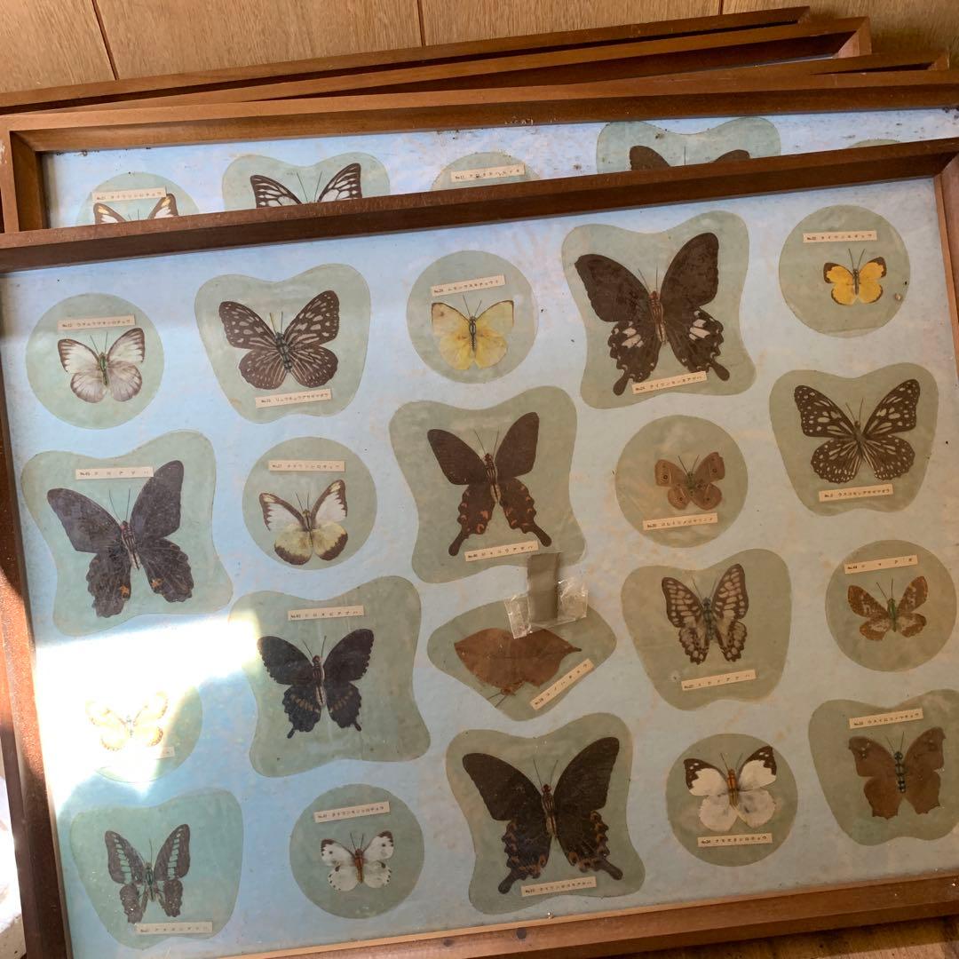 蝶の標本 複数額装