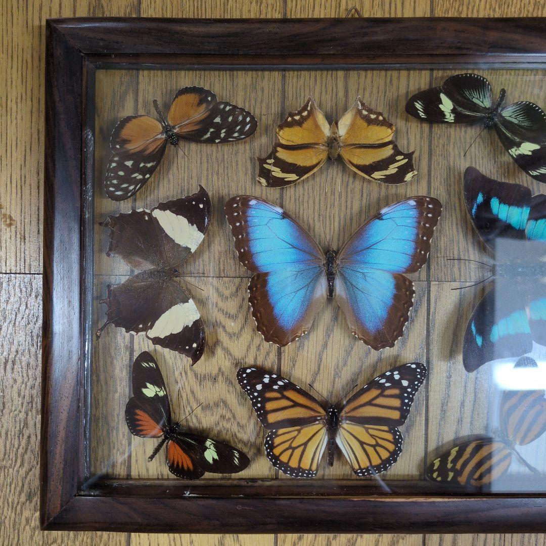 蝶の標本 木製フレーム入り