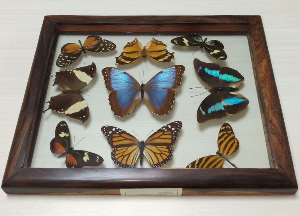 蝶の標本 木製フレーム入り