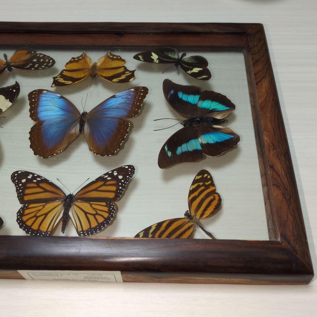 蝶の標本 木製フレーム入り