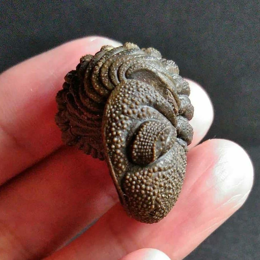 Ｍｏｒｏｃｏｐｓ ｆｏｒｔｅｙｉ