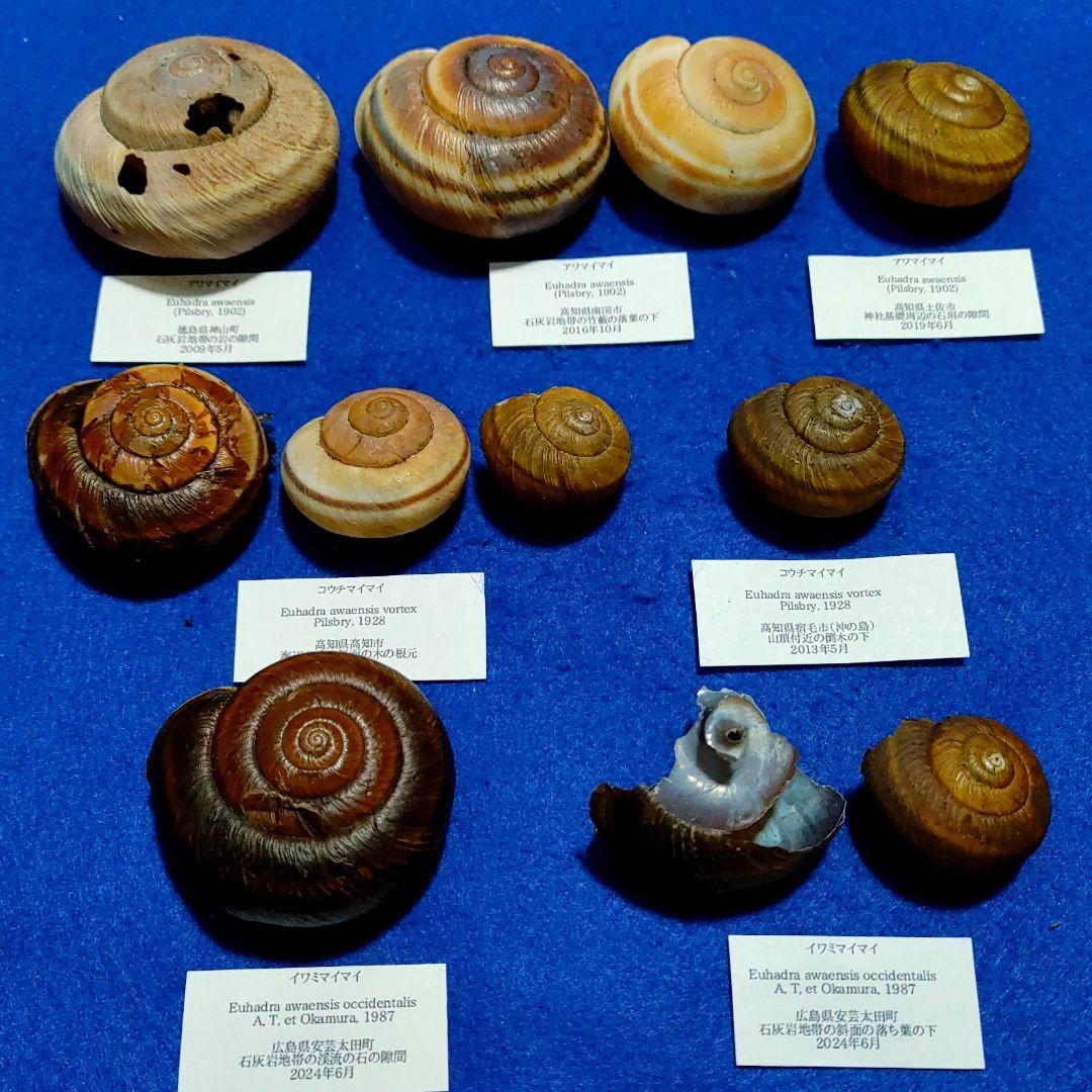 アワマイマイ　カタツムリ　マイマイ　貝殻　標本