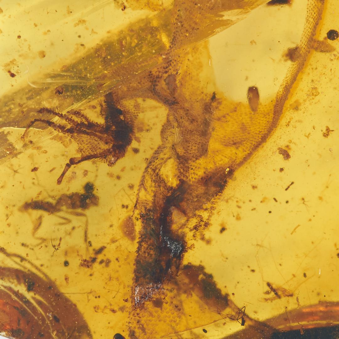 レア極上品 PA0084虫入り琥珀化石　ミャンマーカムティかタナイ9900万年前