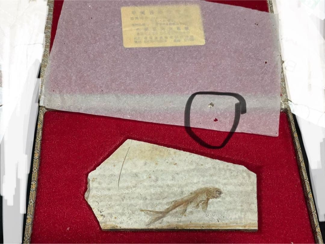 中国宣州魚化石