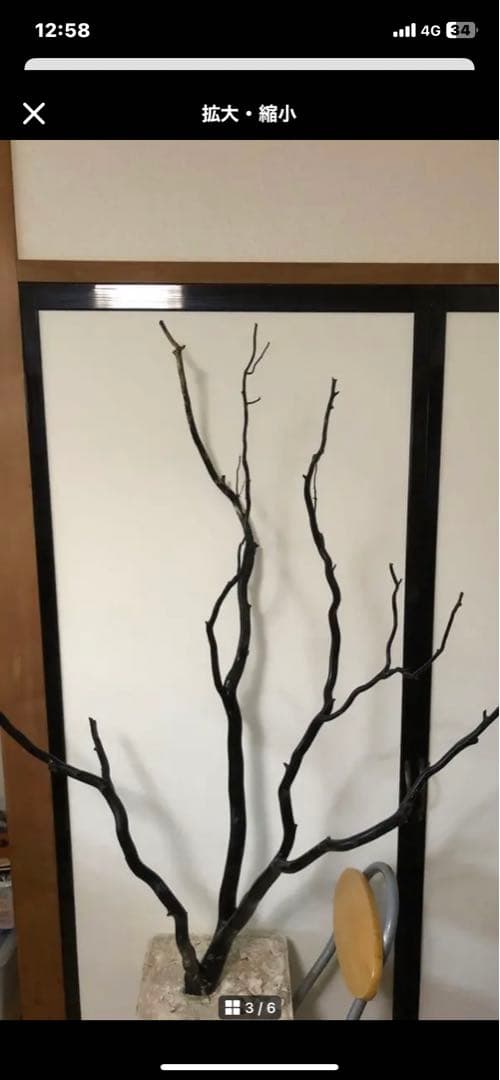 海松　深海松　ブラックコーラル