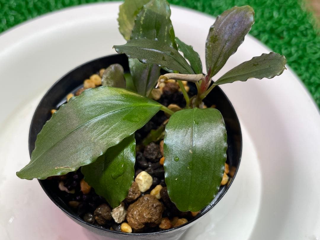 【TB便　2種セット】\"Balai Karangan\"& \"Posuk\"