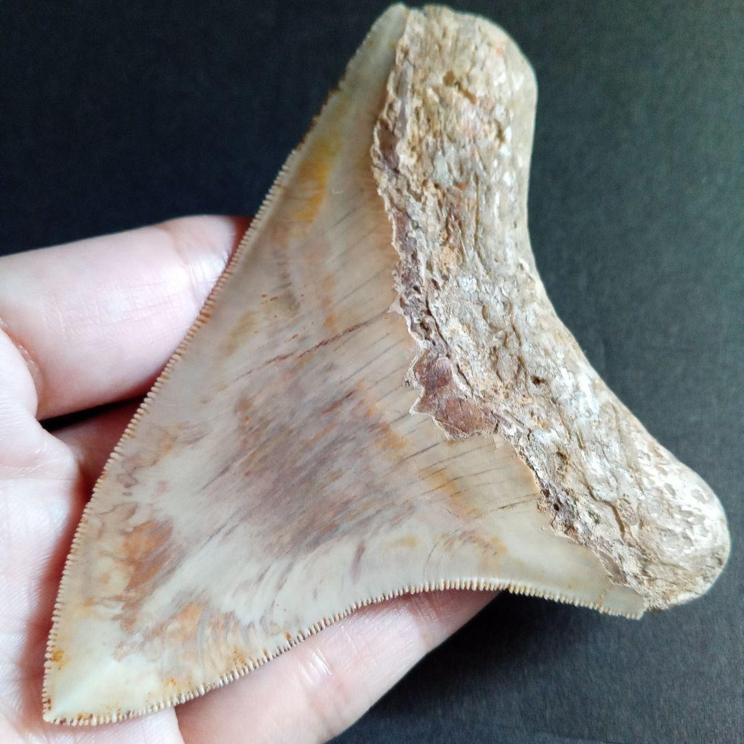 サメの歯化石　インドネシア　 メガロドン