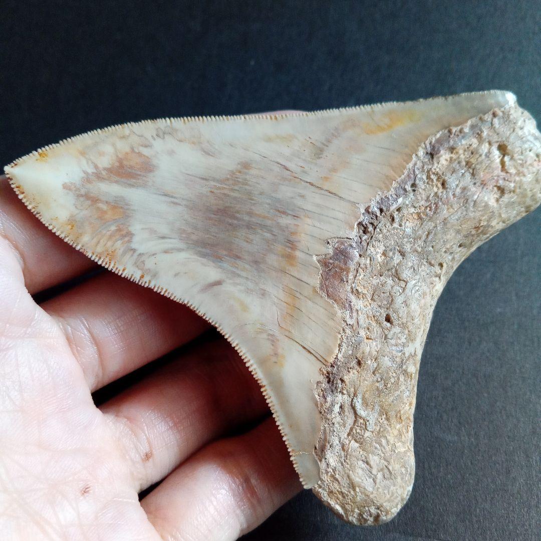 サメの歯化石　インドネシア　 メガロドン