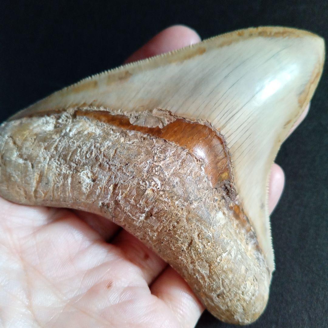 サメの歯化石　インドネシア　 メガロドン