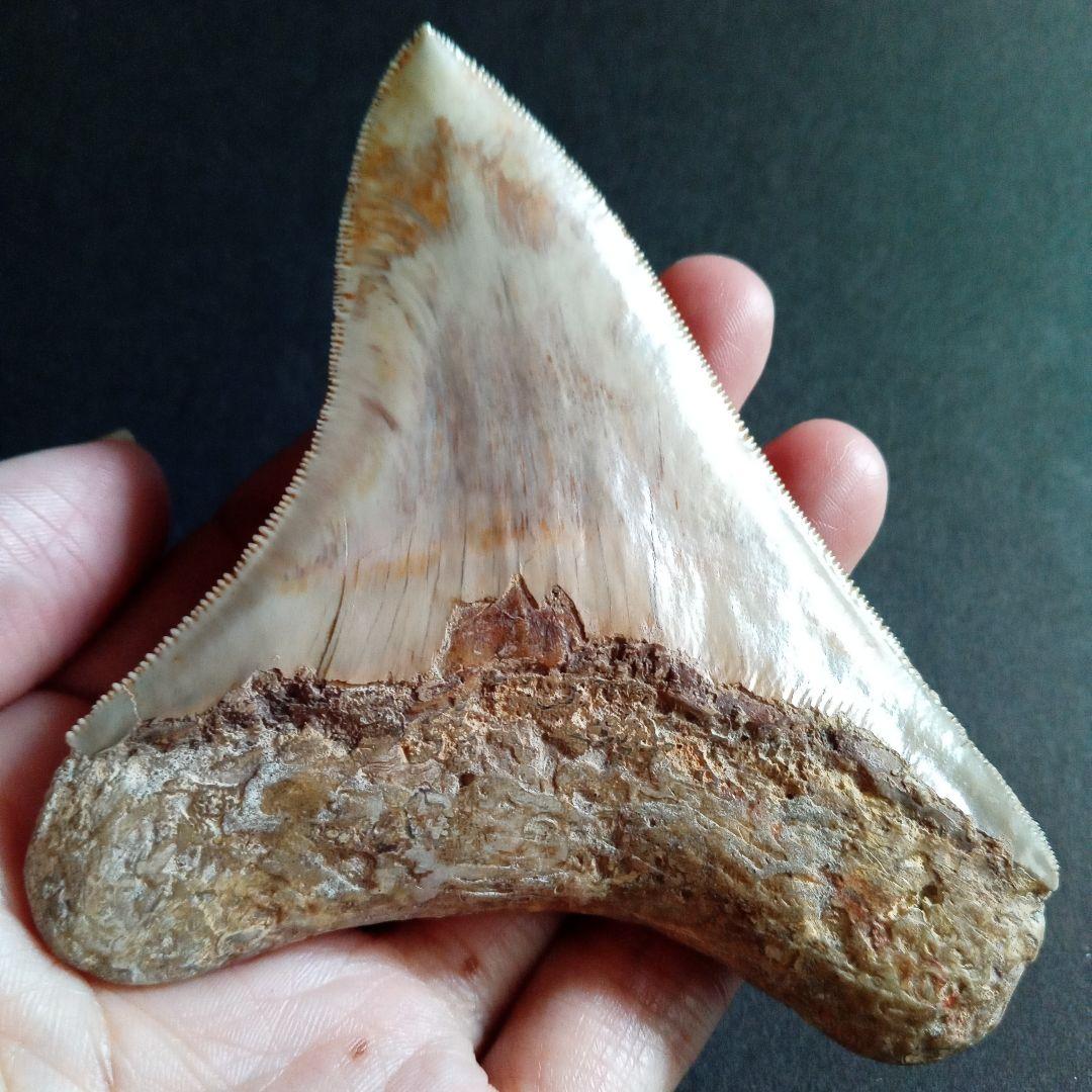 サメの歯化石　インドネシア　 メガロドン