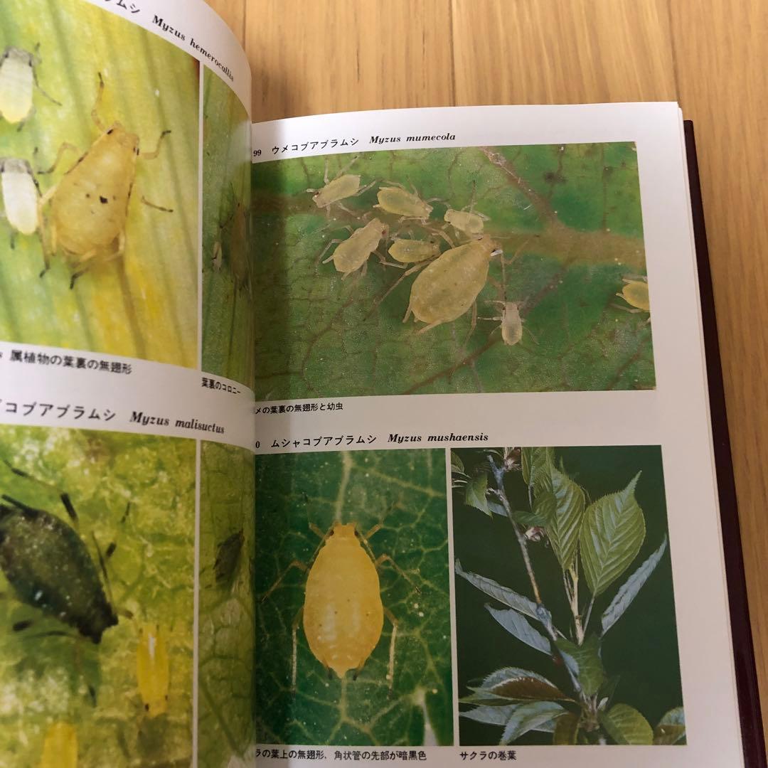 【希少・美品】日本原色アブラムシ図鑑 / 森津孫四郎 / 絶版本