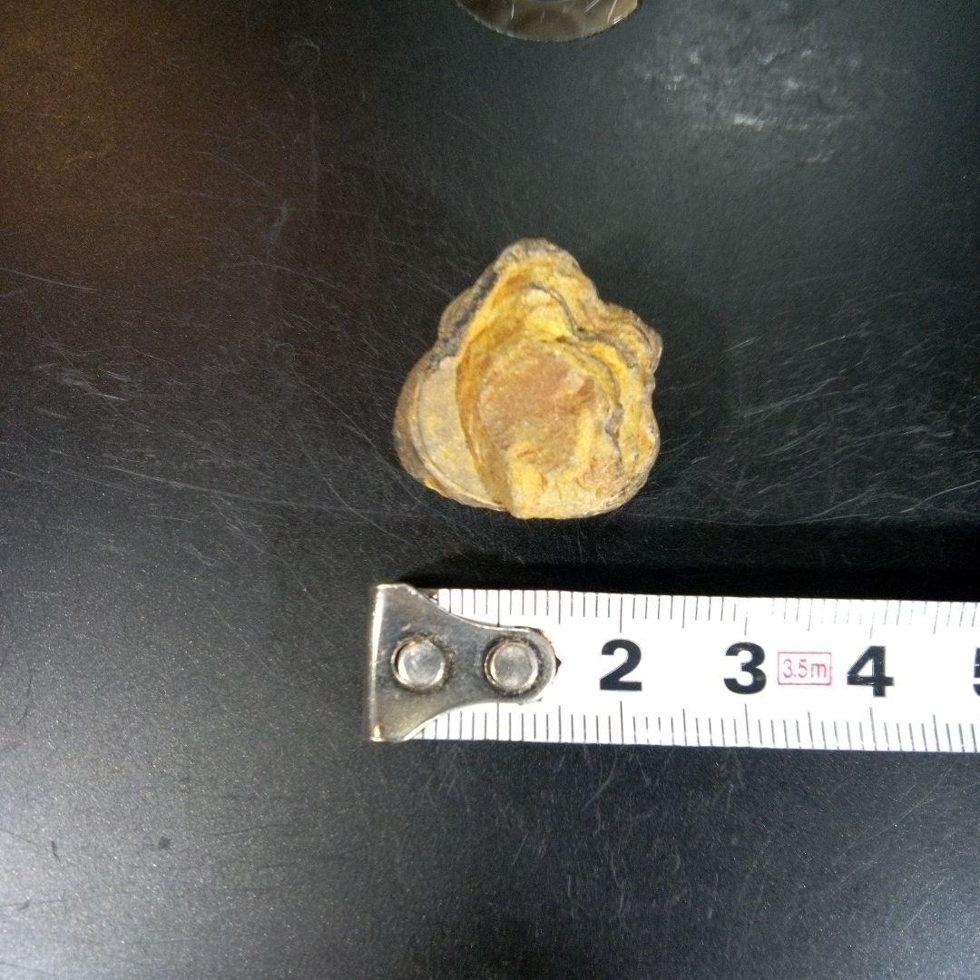 三葉虫　化石　fossil　ボリビア産　trilobite　ノジュール管理⑨