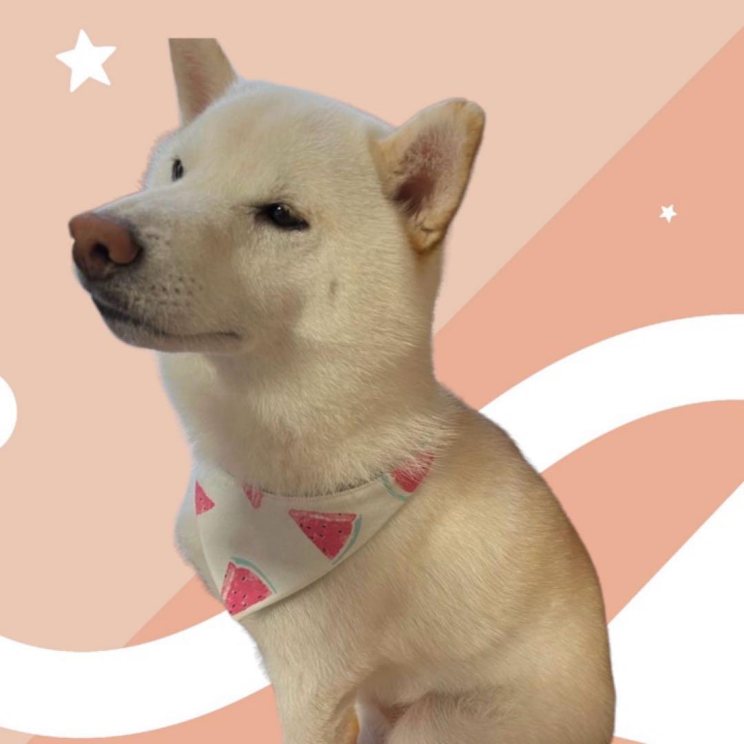 犬ネコ用リバーシブルバンダナ★着用イメージ写真★