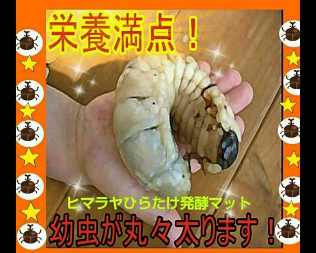 カブトムシ幼虫が大きくなる！産卵にも抜群です！ヒマラヤひらたけ発酵マット【6袋】
