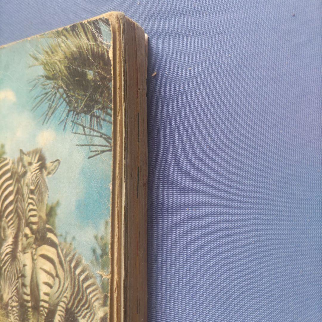 超希少　昭和レトロ　『幼稚園』　小学館　昭和40年3月