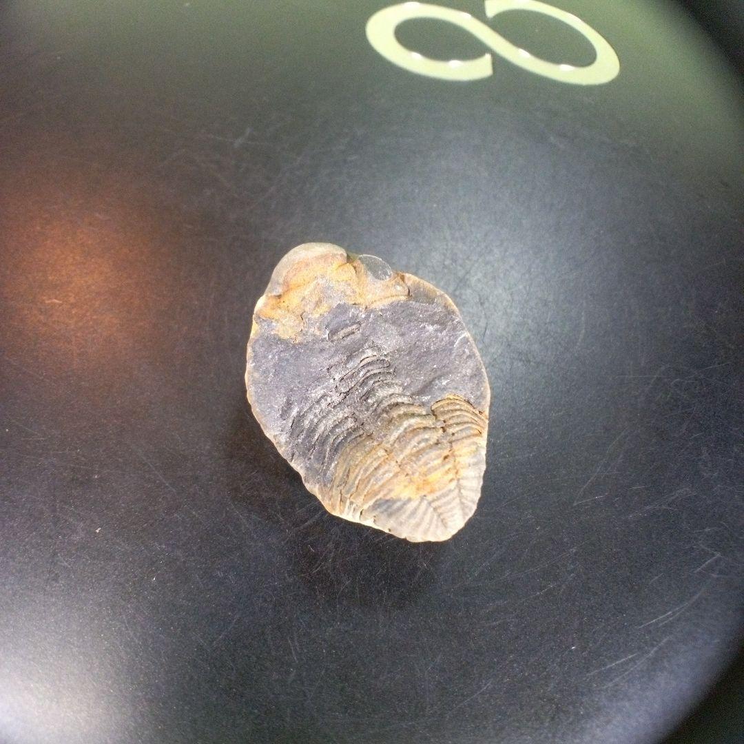 三葉虫　化石　fossil　ボリビア産　trilobite　南アメリカ化石郡②
