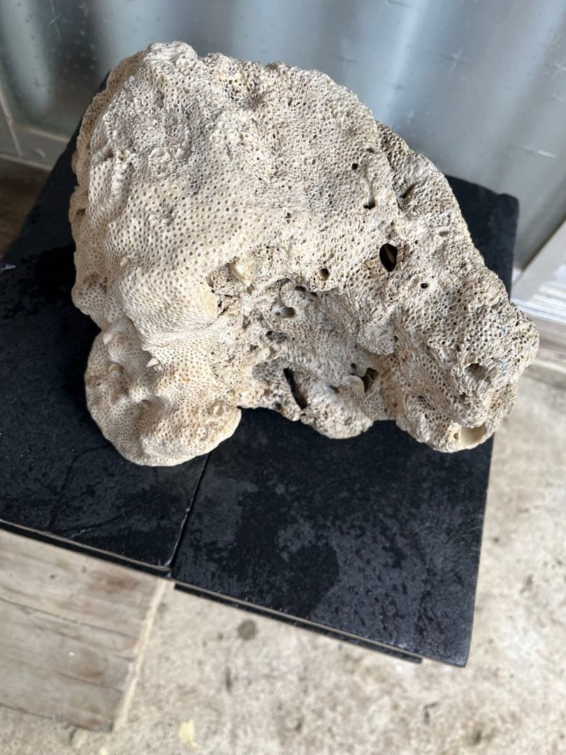 サンゴ石 自然形状 水槽用