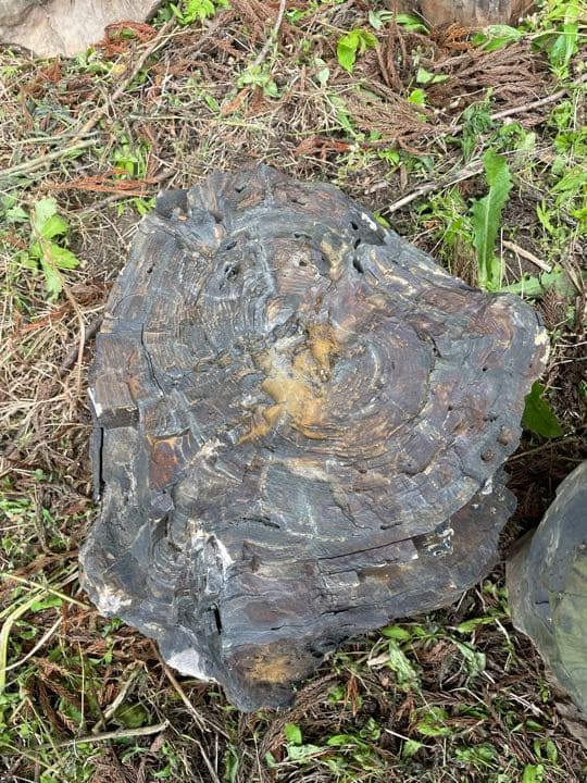 木化石（珪化木）秋田産　庭石、ガーデニング置物