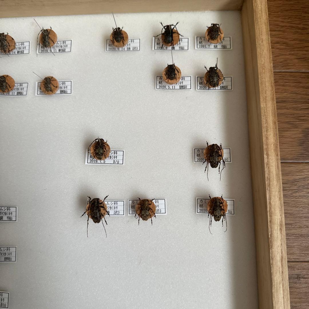 カミキリムシ標本❌3