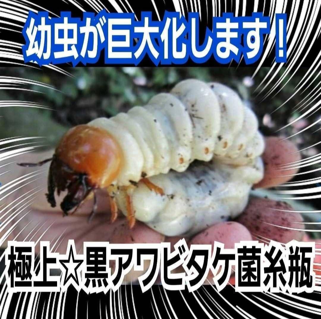 ニジイロクワガタにお薦め！極上！黒アワビタケ菌糸瓶【8本】トレハロース強化配合！