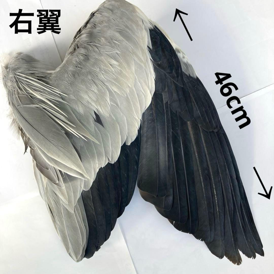 アオサギの翼標本と尾標本　鳥の羽根