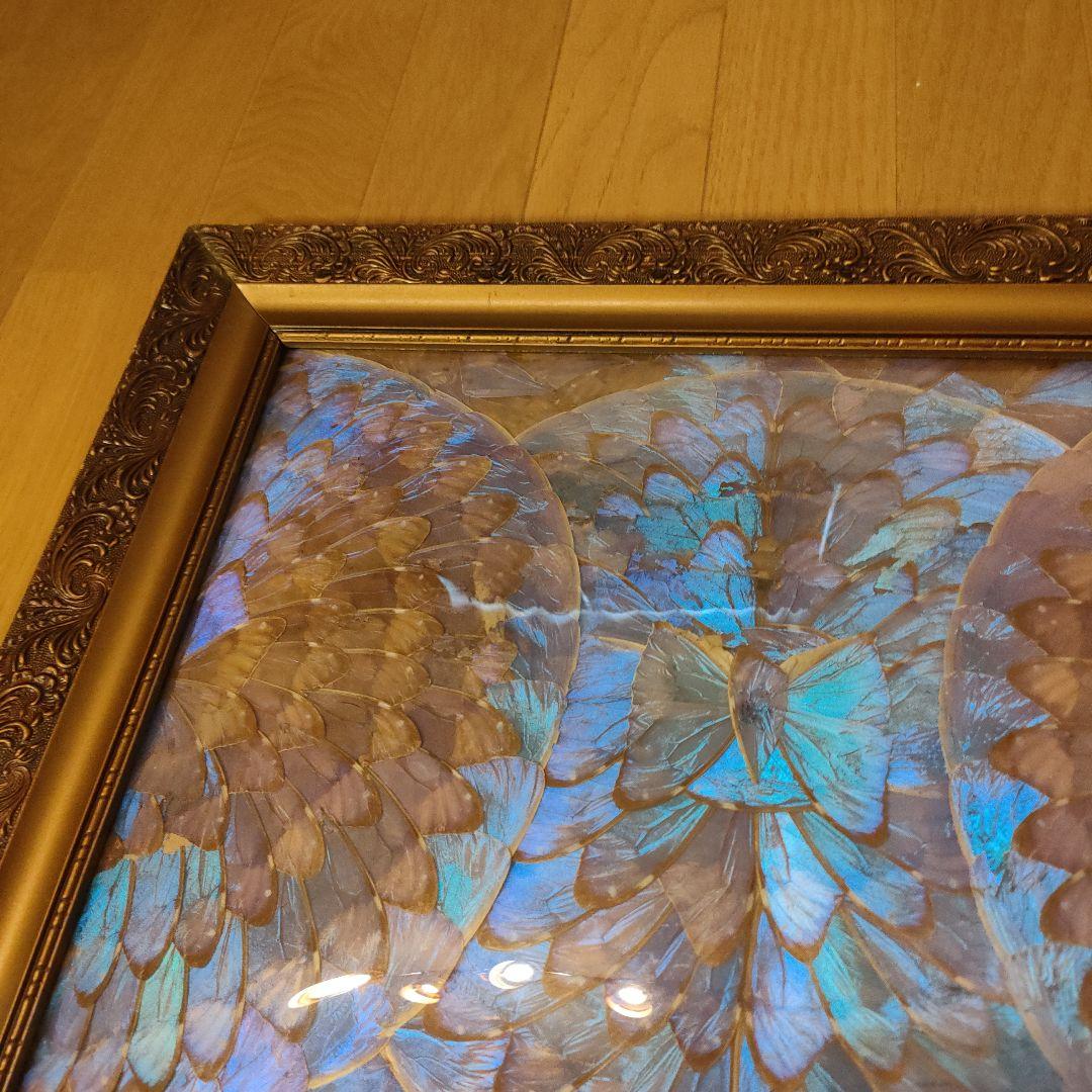 モルフォ蝶 額 蝶 インテリア アート 壁飾り 羽 額サイズ40×50cm
