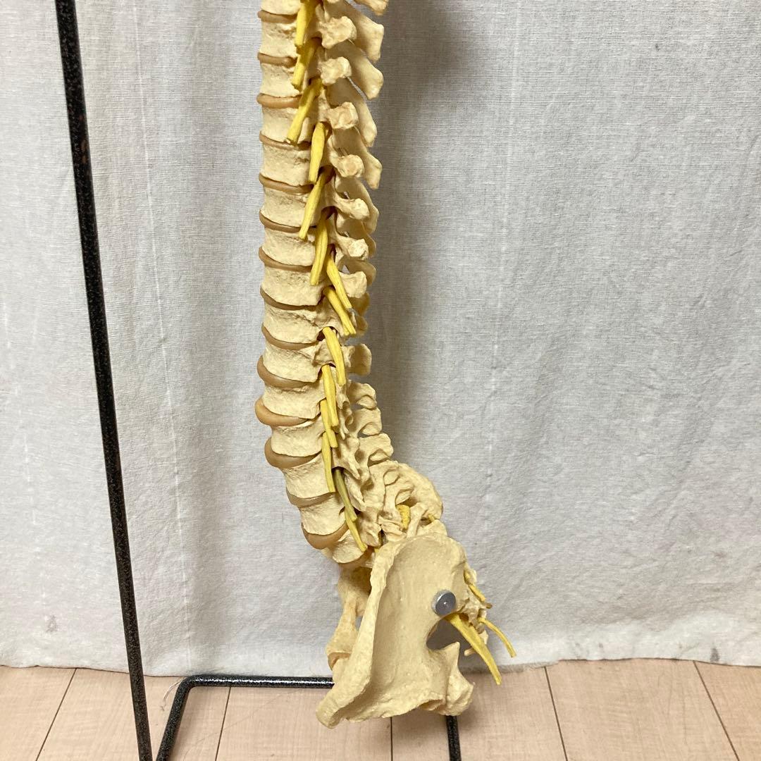 TomoP様　脊柱骨格模型　人体　接骨院カイロプラクティック　スタンド付き