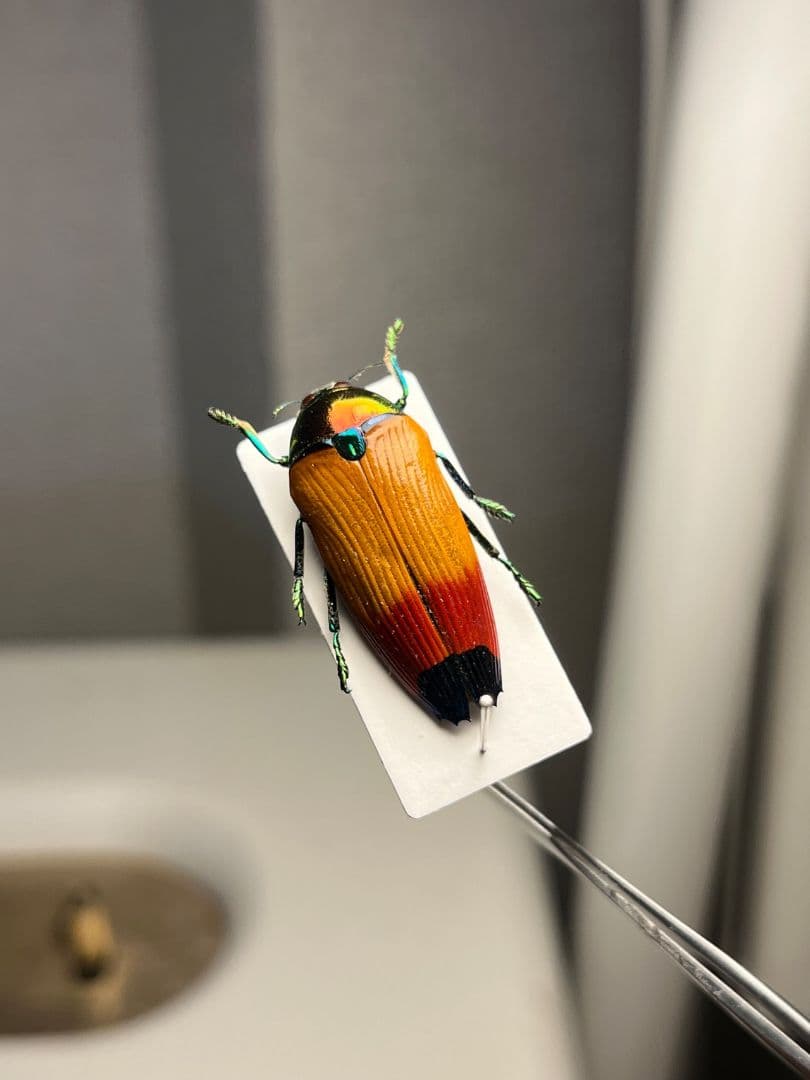 【26mm】ツマルリハデムカシタマムシ 標本 スハンダエ プラチナコガネ