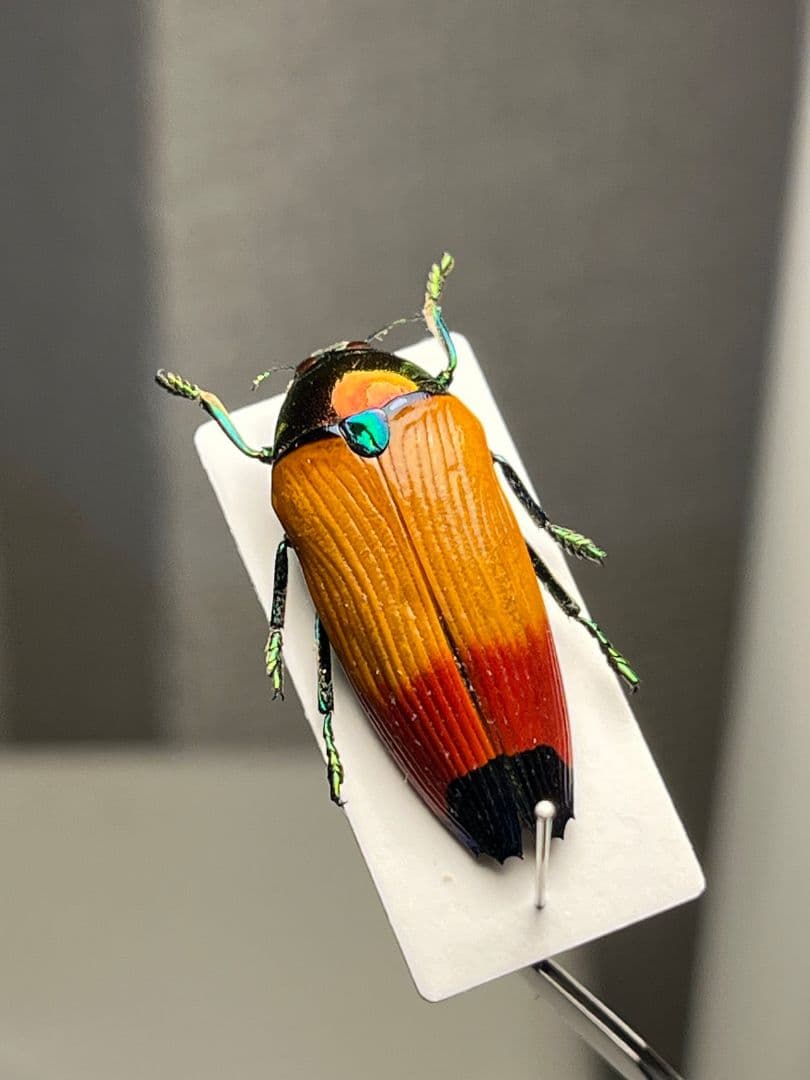 【26mm】ツマルリハデムカシタマムシ 標本 スハンダエ プラチナコガネ