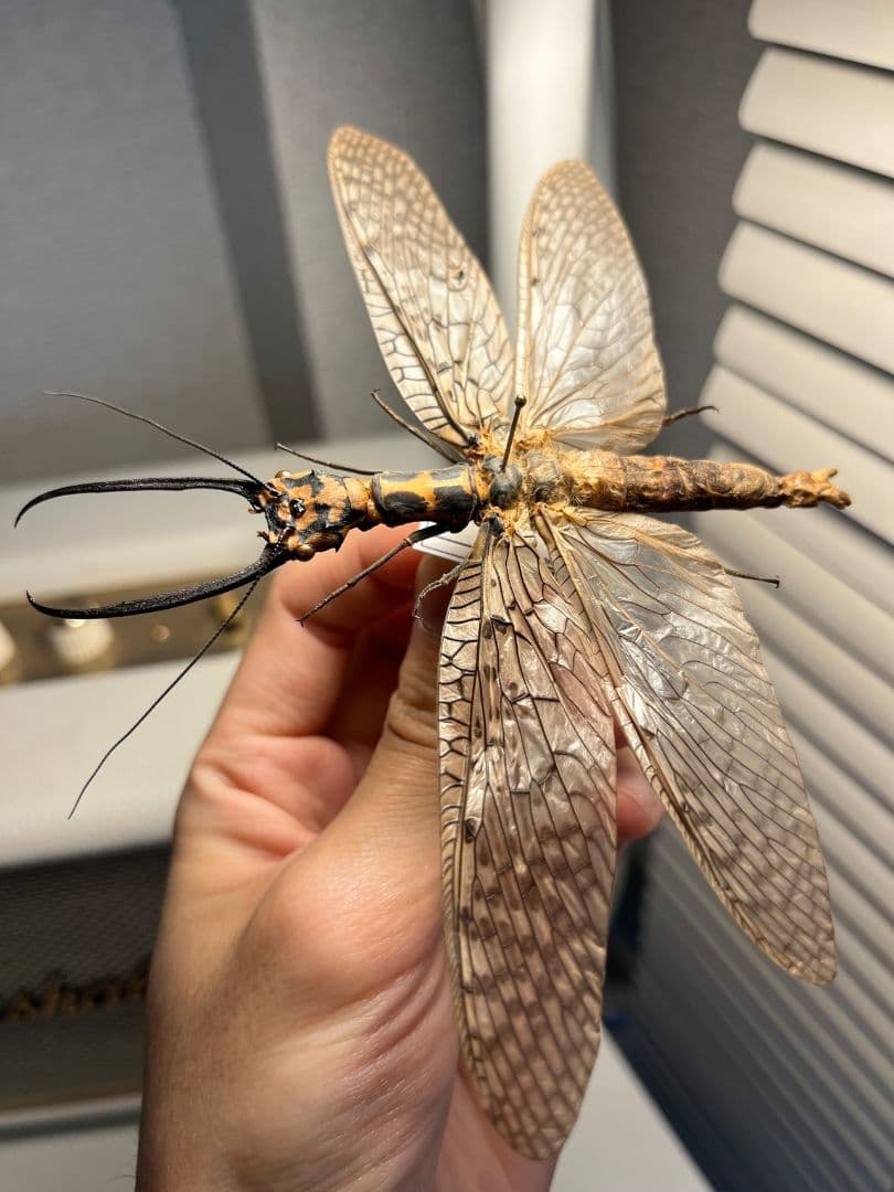 【蜻蛉希少種】キマダラオオキバヘビトンボ オオアゴヘビトンボ 昆虫標本