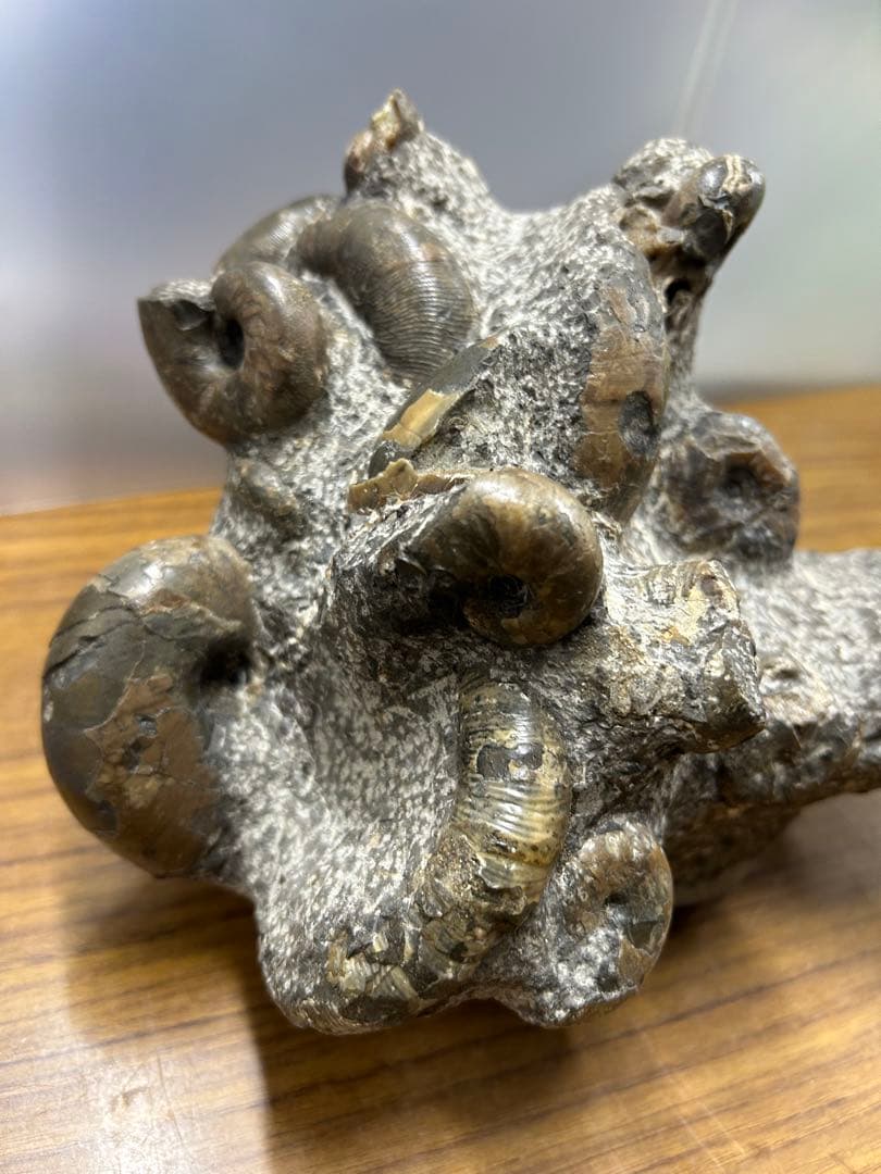 【希少】異常巻き　アンモナイト　化石　ヘテロマーファ　スカフィテス属　4730g