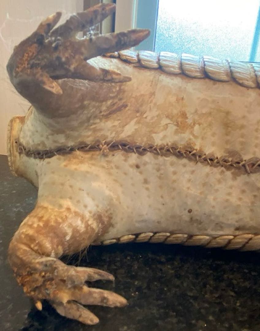 アルマジロ剥製 置物 インテリア 置き物 哺乳類 被甲目 標本 オブジェ 珍獣