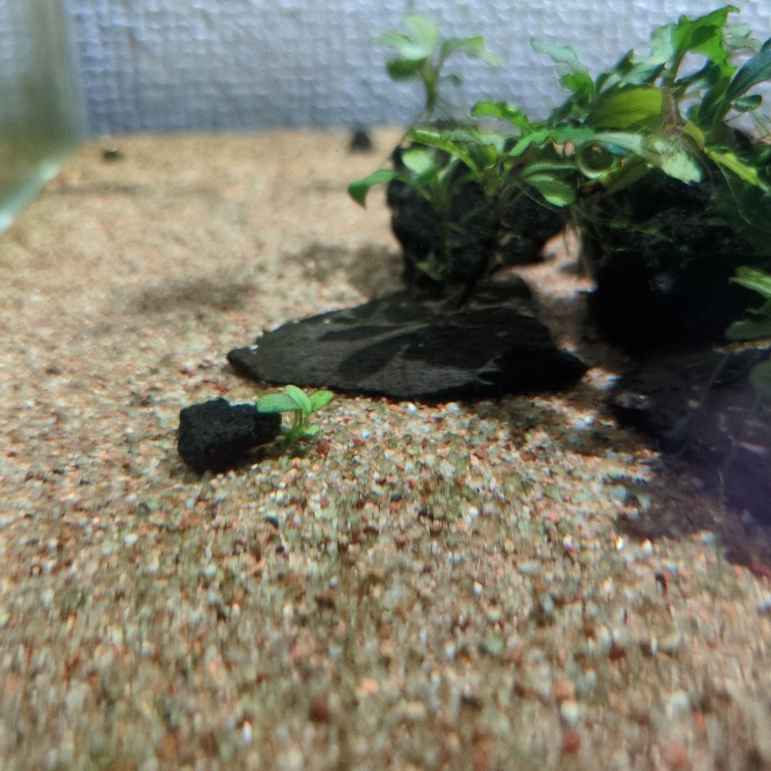 ブセファランドラ　写真のものすべて　水中葉　引退出品