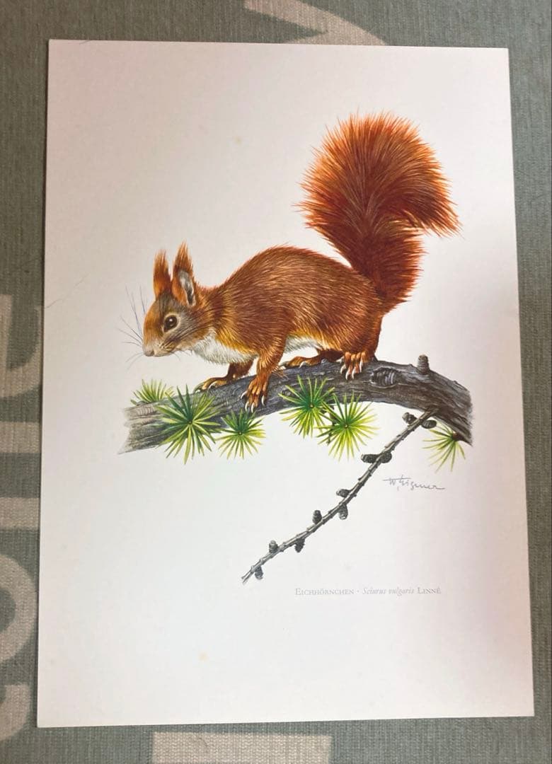 博物図鑑　1958年（ドイツ）図版、 160枚のボタニカルアートBOX