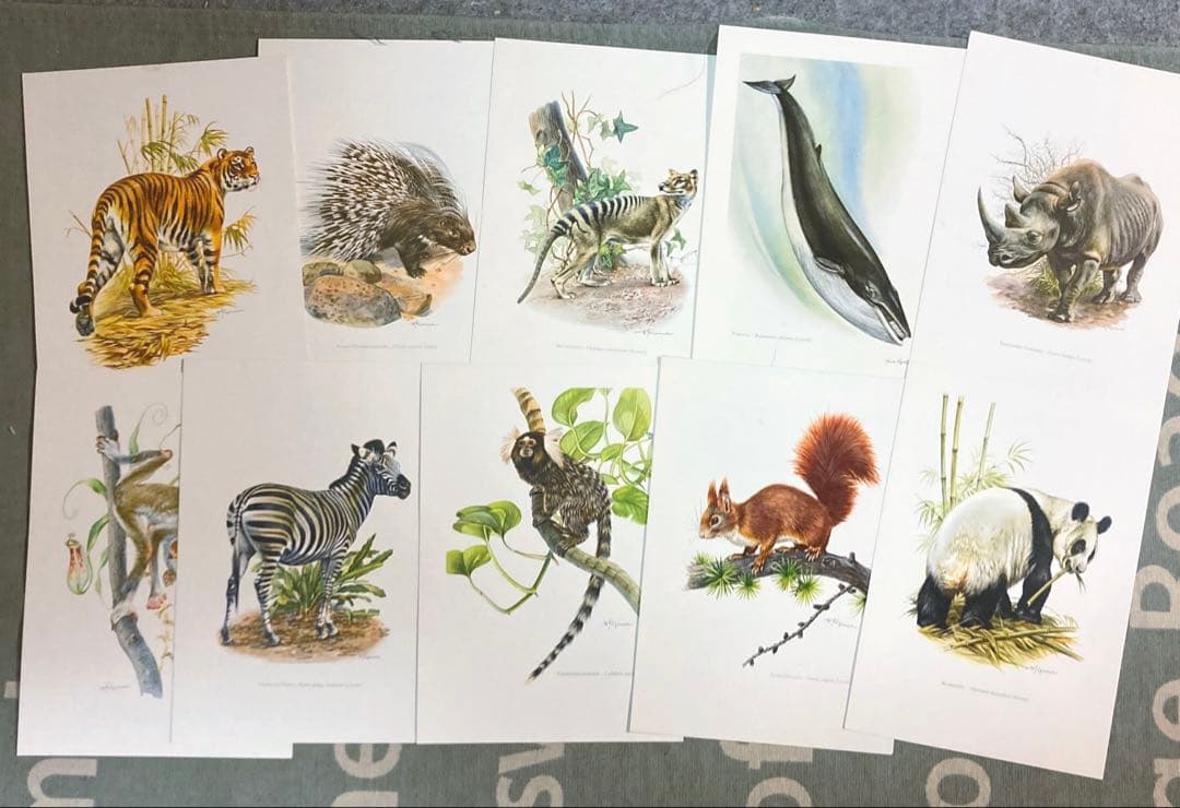 博物図鑑　1958年（ドイツ）図版、 160枚のボタニカルアートBOX