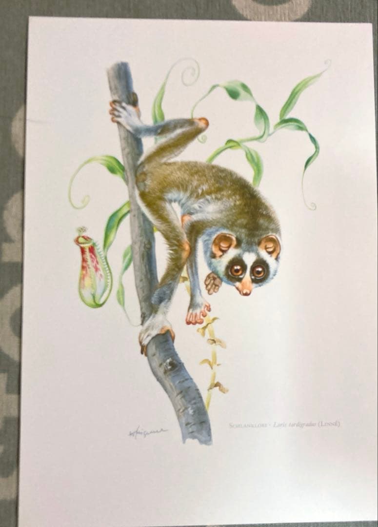 博物図鑑　1958年（ドイツ）図版、 160枚のボタニカルアートBOX