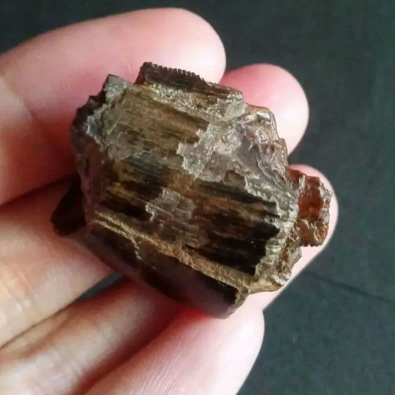 恐竜　歯化石　北米大陸獣脚類　ティラノサウルス　T-REX　Montana