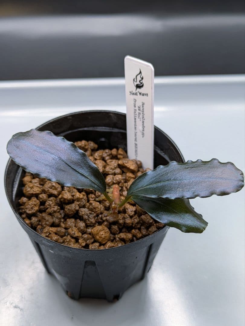 ブセファランドラsp.AW No.1　水上株　タグ付き