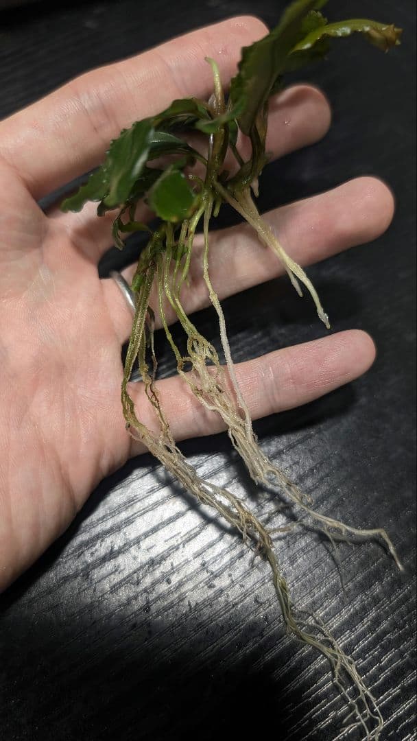 【HW便】Bucephalandra sp.\"Sintang-1D\"