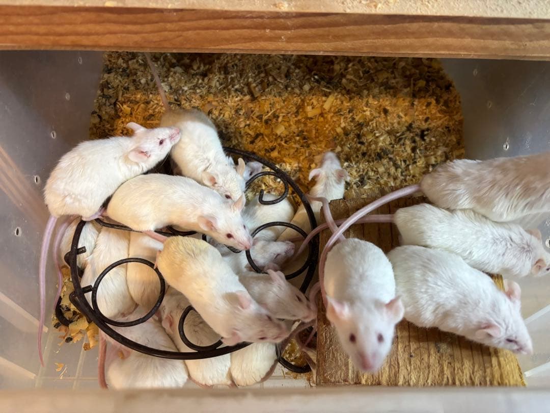 冷凍アダルトマウスML100匹