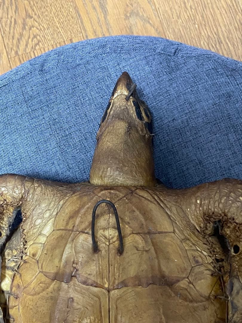 マギウス タイマイ　ウミガメ　剥製　中古品 国際希少野生動植物種登録票有り